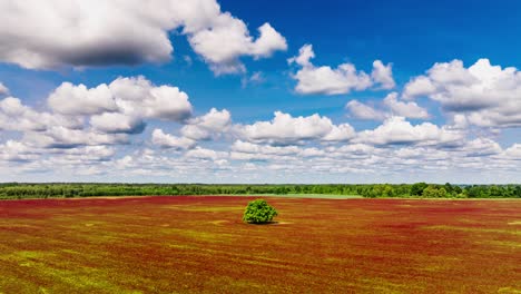 magnificent nature timelapse with bright sky, drifting clouds, blooming clover