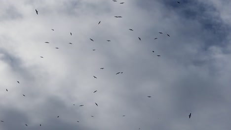 bandada de gaviotas enjambran contra el cielo nublado gris con manchas de azul, porto