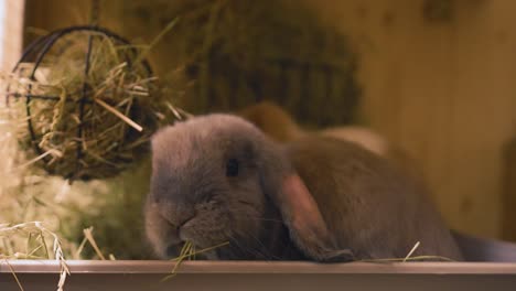 Happy-brown-bunny-eating-the-hay,-handheld-slow-motion-in-UHD