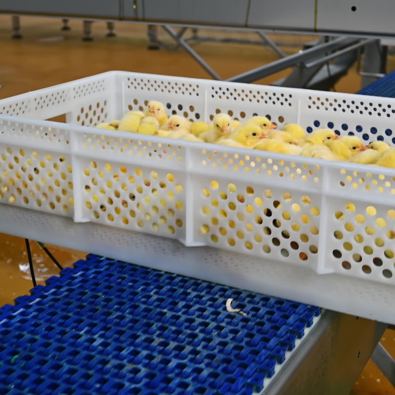 Boxes with chickens moving on conveyor line. Chicks in drawers vaccinating with automatic equipment. Modern poultry factory