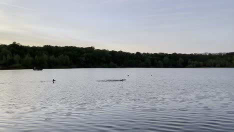 Coot-Cazando-Dos-Patos-En-Un-Lago-Por-La-Noche-Con-La-Naturaleza-En-El-Fondo-Cerca-De-Colonia-En-Deuts