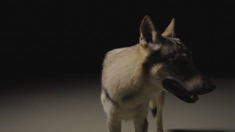 perro lobo en un ambiente de estudio oscuro