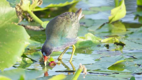 gallinule púrpura comiendo en hoja de lirio