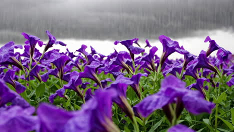 un campo de flores púrpuras junto a un lago