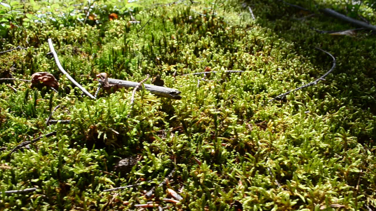 Riprese in estate. Muschi e felci nel bosco.