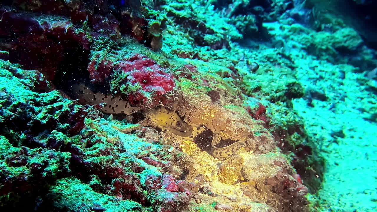 Fimbriated moray eel resting inside coral reef crevice surrounded by colorful sponges