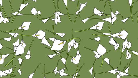 white calla lily flowers on green background.