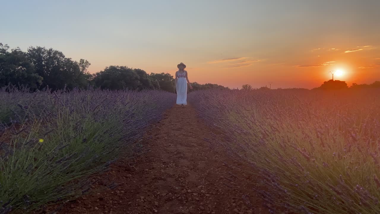 Amazing sunset at rural blooming flower field with walking lady in Provence, France
