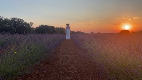 amazing sunset at rural blooming flower field with walking lady in provence, france