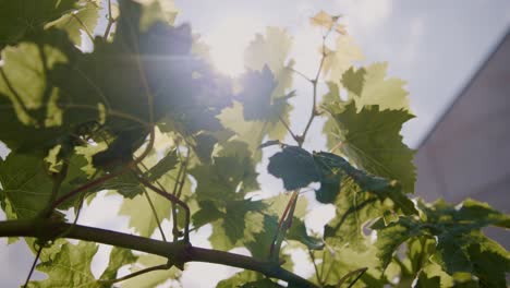 Sonnendurchflutete-Weinbergblätter-In-Neuseeland-Wiegen-Sich-Anmutig,-Ein-Fesselnder-Stockvideo-Moment,-Der-Die-Schönheit-Der-Naturchoreografie-An-Einem-Strahlenden-Tag-Einfängt