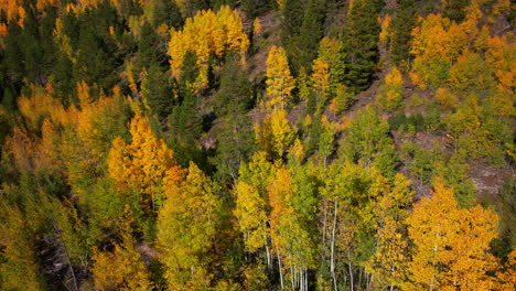 birds eye view colorado aspen tree colorful yellow red orange forest with green pine trees early fall rocky mountains breckenridge keystone copper vail aspen telluride silverton ouray pan up motion