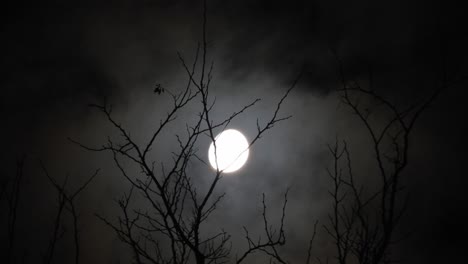 luna detrás de las ramas de un árbol con nubes pasando