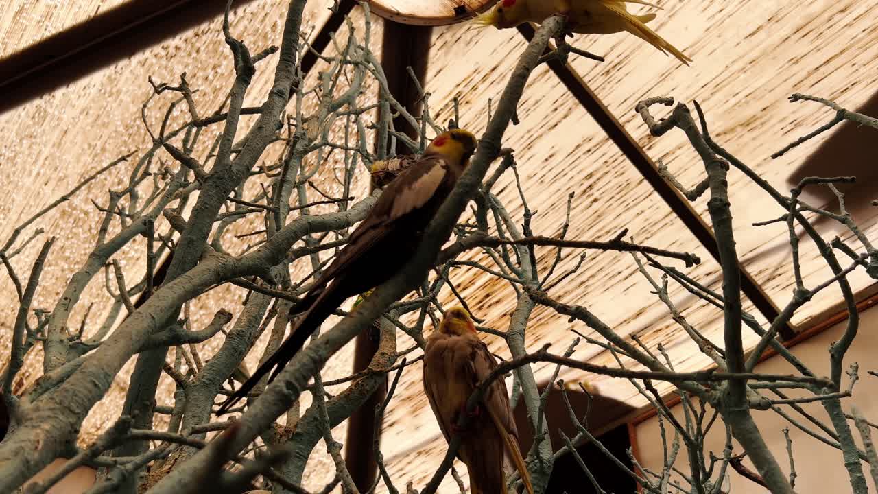 A peaceful scene of brown birds sitting on the branches of a leafless tree. The footage captures the quiet beauty of the fall season.