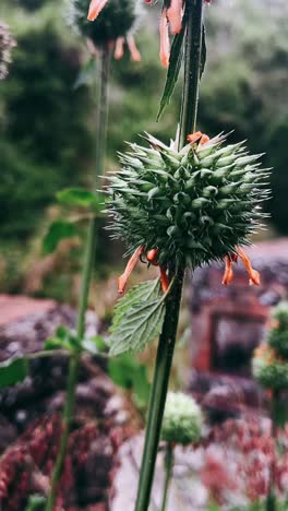 close-up of a spiky seed head on a plant