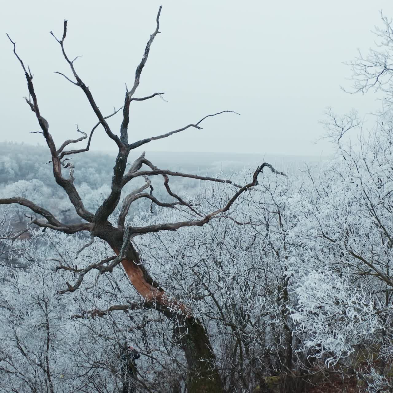 Mountain forest in winter. Trees covered with frost in nature. Unusual dry tree on the white snowy background of a forest.