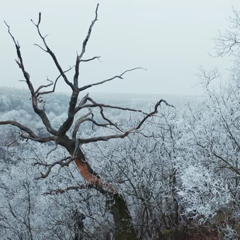 mountain forest in winter. trees covered with frost in nature. unusual dry tree on the white snowy background of a forest.