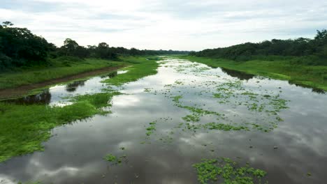 Amazon-River-with-Lush,-Green-Rainforest-Jungle-Foliage---Aerial