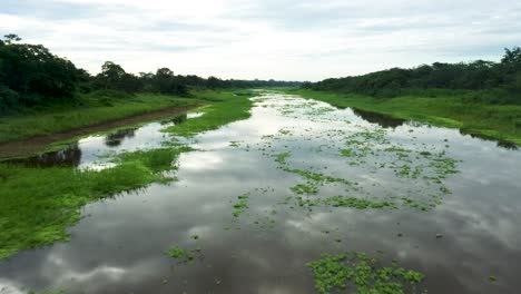 amazon river with lush, green rainforest jungle foliage - aerial