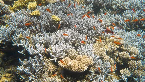 pequeños peces rojos nadando sobre el coral en diferentes colores en 4k