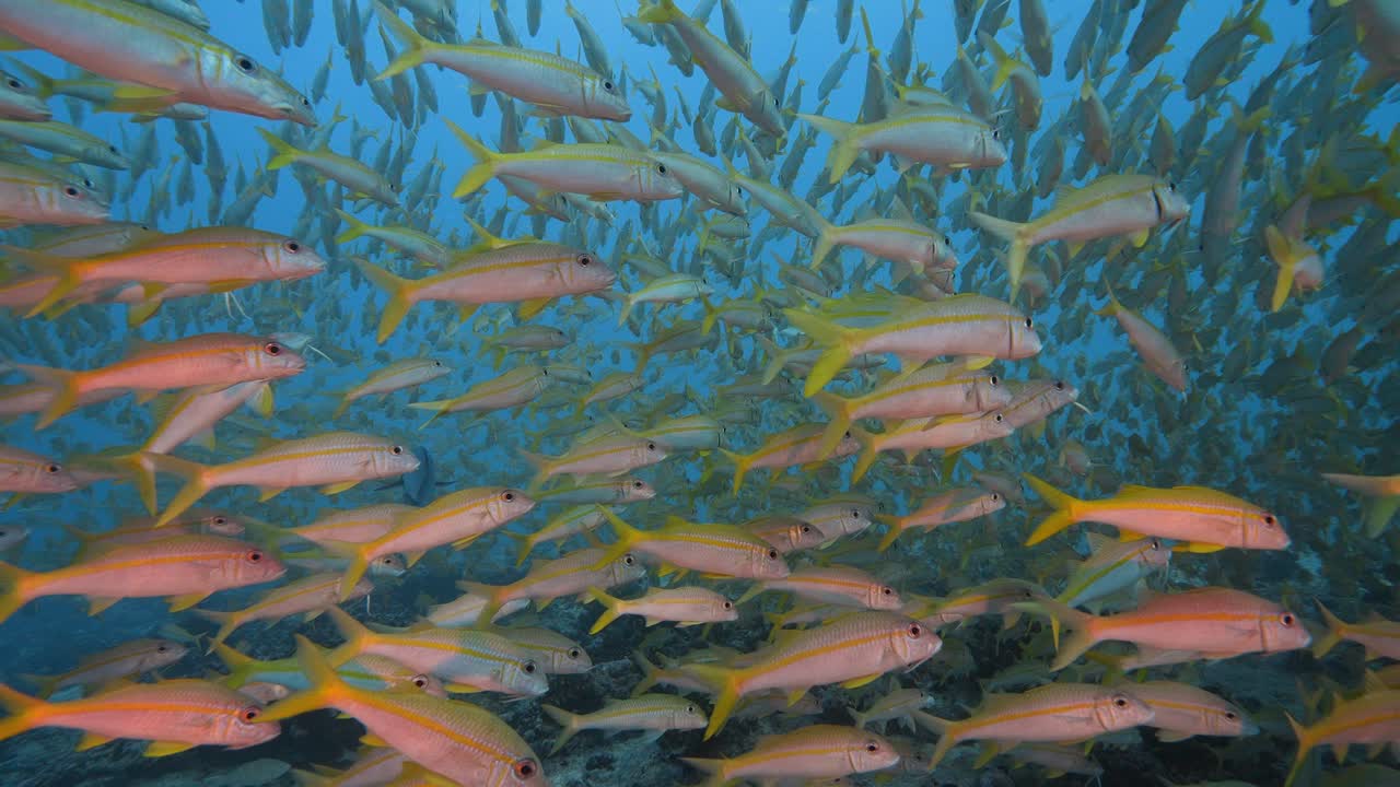 Big school of goatfish at the tropical coral reef of the atoll of Fakarava, French Polynesia