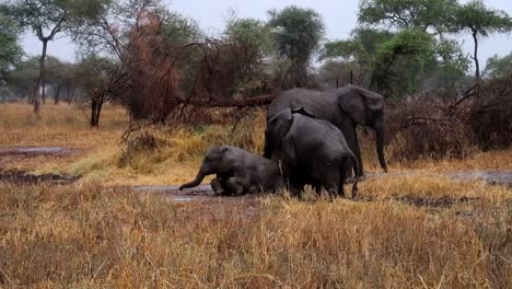 static view of a young african elephant family playing in the mud with each other