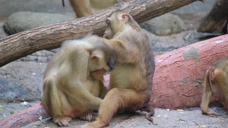 a group of monkeys are sitting on a rock 4k 2025 08 04 05 47 22 utc.mov | animal, asia, bench, brown