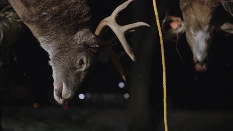 close up of white tailed deer buck at buck pole