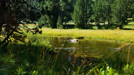 a calm forest pond surrounded by lush grass and trees under bright sunlight