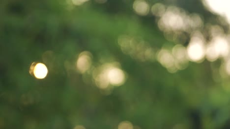 fondo borroso de tamaño pequeño para fondo de vídeo, bokeh