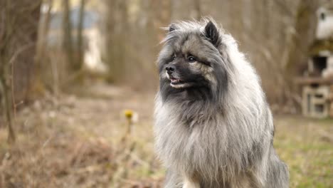 a beautiful fluffy keeshond filmed in slow motion