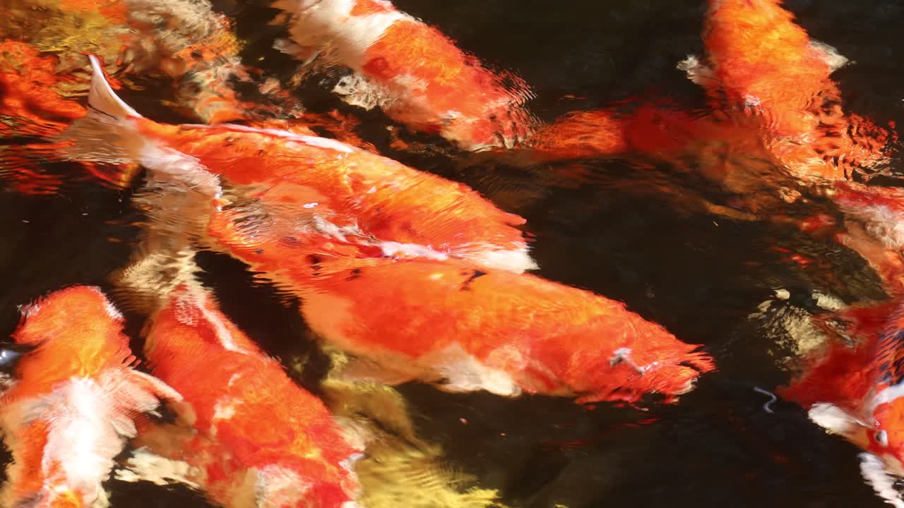 Vibrant orange, white, and gold koi fish swim together in reflective, sunlit pond water