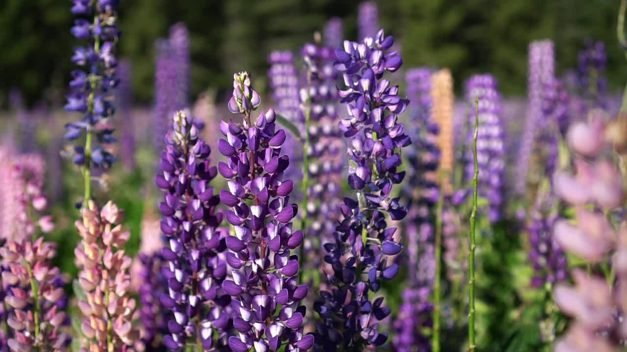 Primo piano di fiori selvatici di lupino viola in Nuova Zelanda, vicino al Lago Tekapo