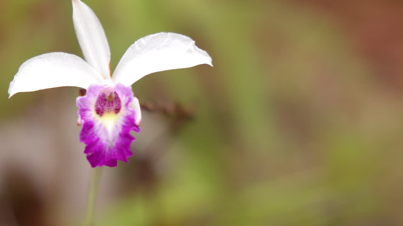 Uno scatto macro cattura una delicata orchidea bianca e rosa che ondeggia dolcemente al vento.