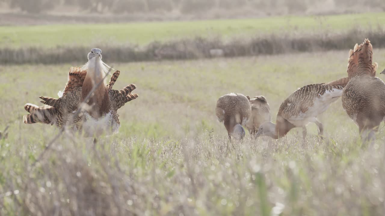 En gruppe hanner af stortrappe, der spiser, og en han, der spankulerer, på engen i ynglesæsonen i La Mancha, Spanien