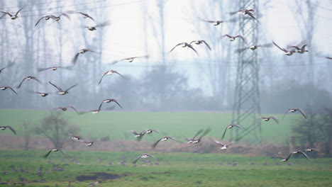 Bandada-De-Gansos-De-Ganso-Silvestre-Volando-En-La-Reserva-Natural