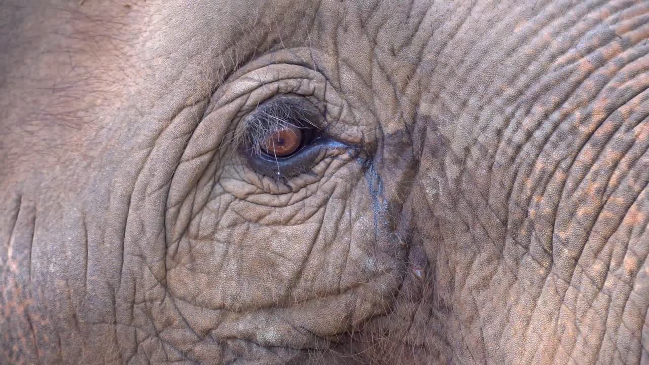 elefantes de tailandia