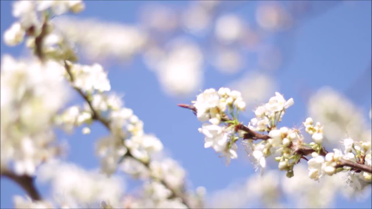 Spring flowers with blue background