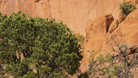 close view of pinto arch utah