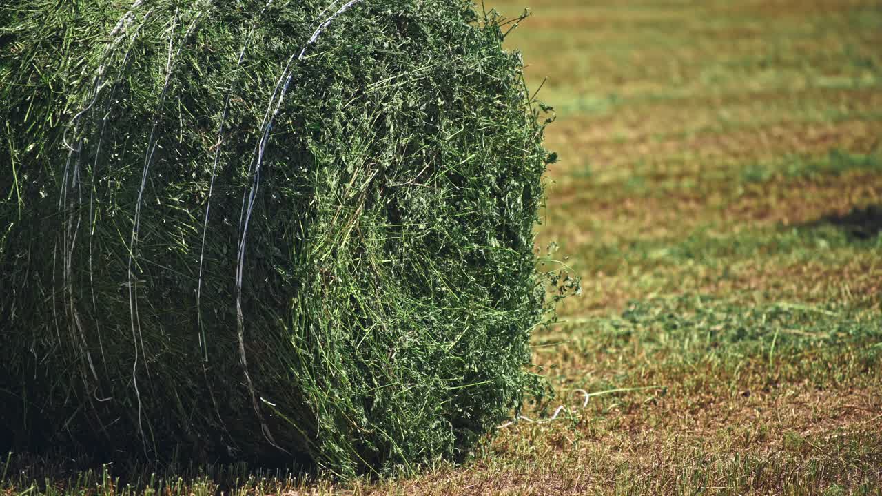 울창 한 초록  에서 풀 어리 들
