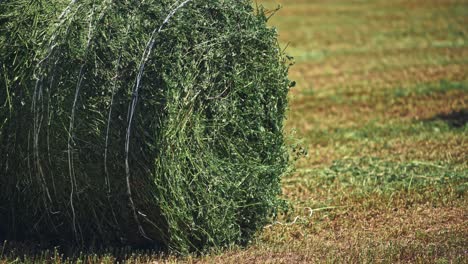 la bala de heno se enrolla en un campo verde exuberante