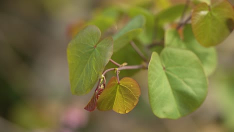 beautiful leafs from a french village garden