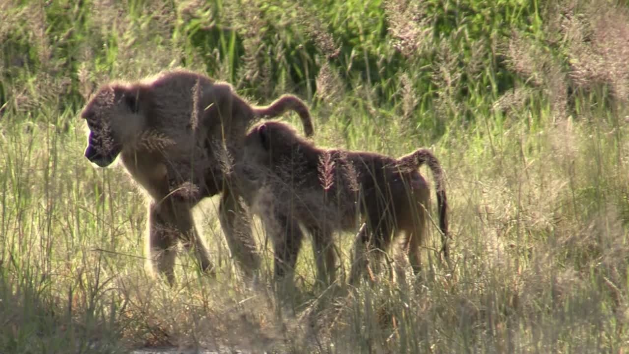 높은 풀밭에 있는 두 개의 올리브 개코원숭이