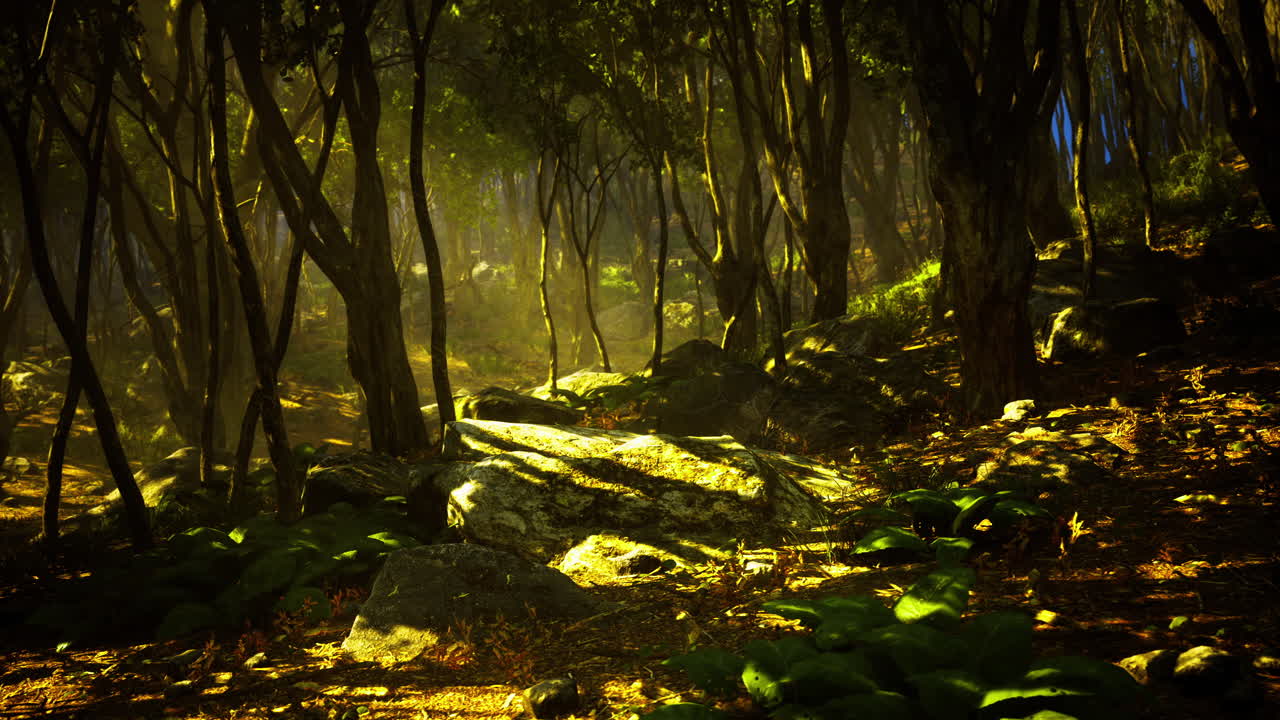 Sunlight filters through trees in a serene forest landscape
