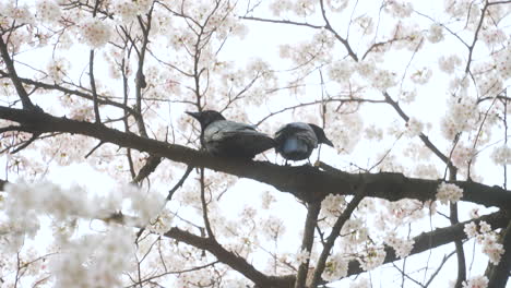 pair of crows perching on a branch surrounded with white sakura blossoms