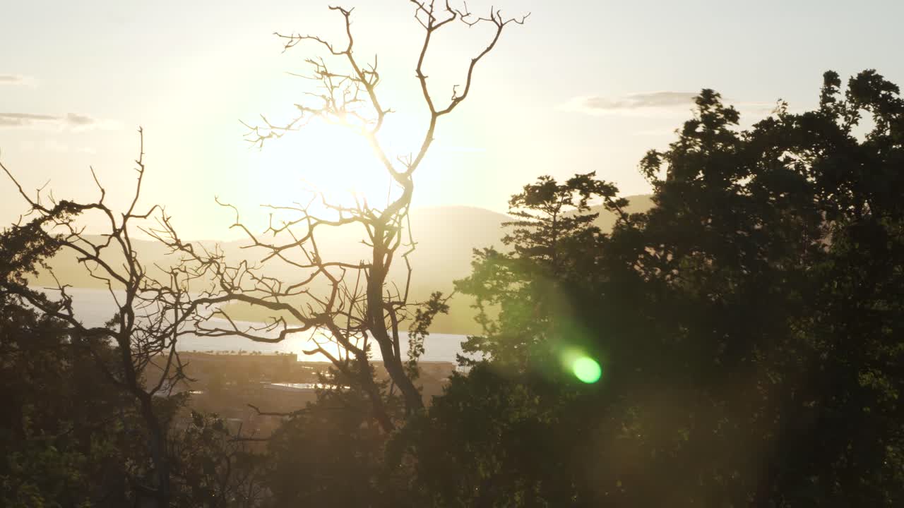 Silhouette of Leafless Tree Backlit With Dazzling Sun Shining At Sunrise In Cap Sante, Anacortes, Washington, United States. - static
