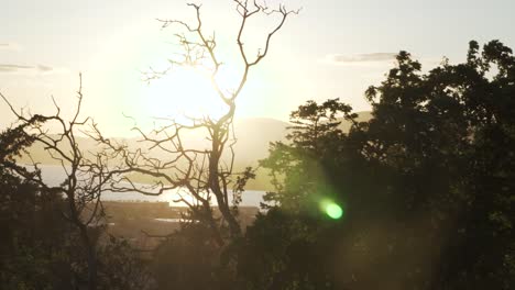 silhouette of leafless tree backlit with dazzling sun shining at sunrise in cap sante, anacortes, washington, united states. - static