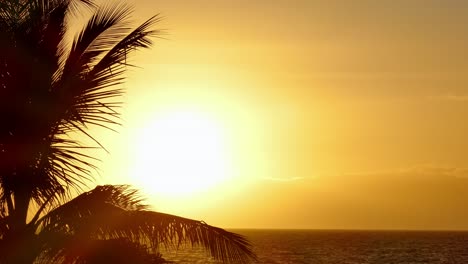 sunset over the ocean with palm trees