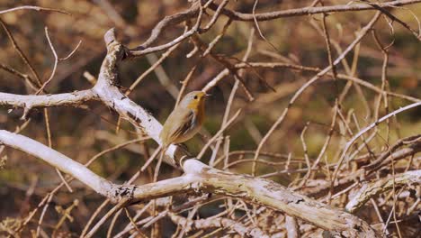 New-World-Warblers-Perching-On-Dried-Branches-Then-Flew-Away-During-Sunny-Day