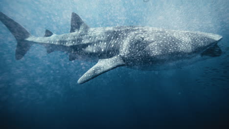 sparkling air bubbles rise around whale shark as it opens mouth to filter feed underwater