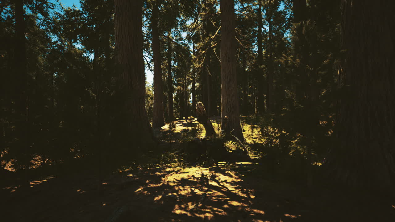 Sunlight filters through towering trees in a dense forest clearing